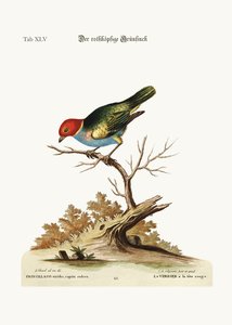 O Green-Finch ruivo, 1749-73